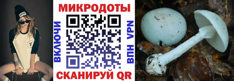 Галлюциногенные грибы Psilocybine cubensis  Устюжна 